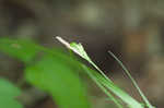 Flat spiked sedge